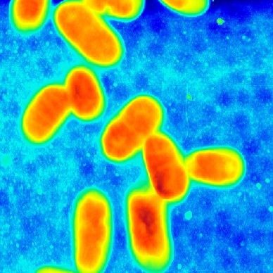Bacterias, Oscillating mode, 8µm