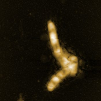 Biofilm, Oscillating mode, 15µm