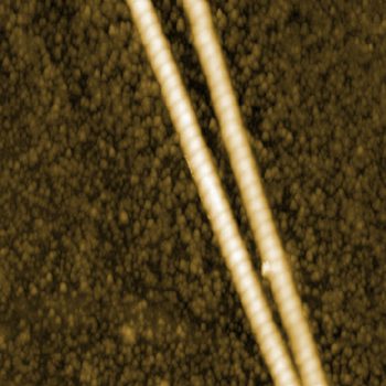 Collagens, oscillating mode, 2.5µm