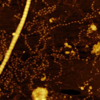 Proteins, oscillating mode, 2µm