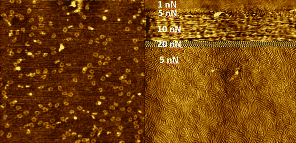 High resolution imaging with Soft IC on (a) 50 nm dna rings and (b) PS/PMMA block copolymer with 38.6 nm spacing